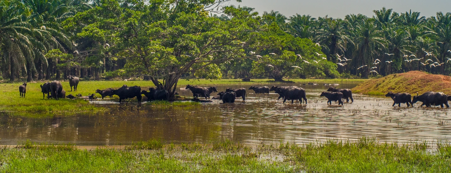 Con éxito finalizó el curso de primeros auxilios en el búfalo de labor ofrecido por Cenipalma y el SENA de Vélez, Santander