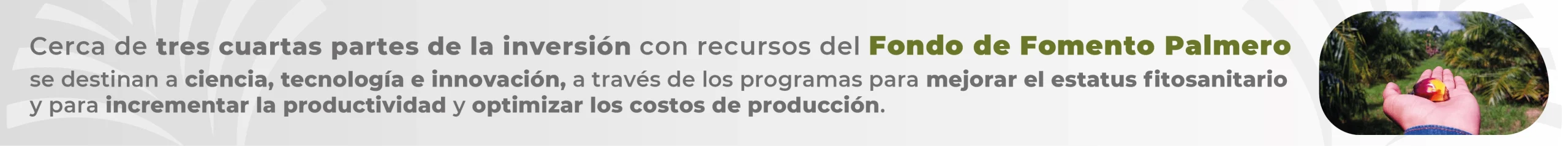 4D11-Banners-Palmas_Mesa-de-trabajo-1-copia-_1_