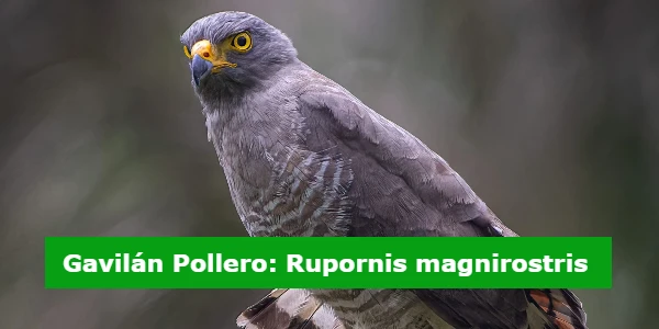 Gavilán Pollero: Rupornis magnirostris 