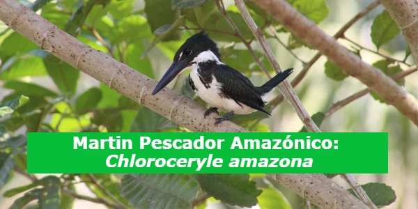 Martin Pescador Amazónico