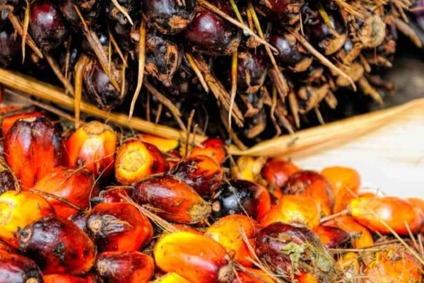 Biocombustibles en aviones: ¿está lista Colombia para la descarbonización?