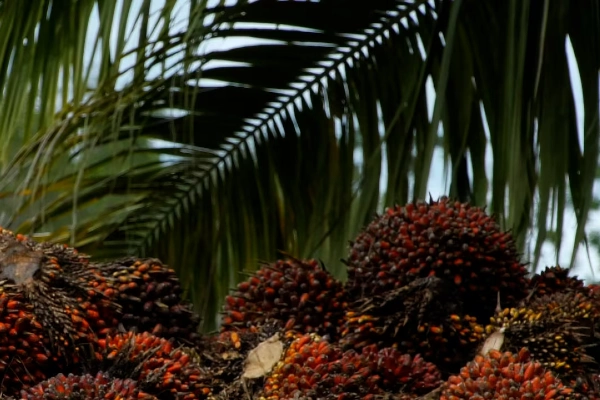 Conozca el impacto del segundo cultivo más grande en Colombia después del café; genera 230.000 empleos